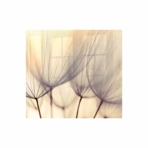 Decorative Glass Wall Tile (598 X 650 X 6mm) Dandelion Floret