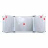 Educational Board Magnetic Whiteboard (1220*910 - Lines 1 Side - Swing Leaf - Option B)
